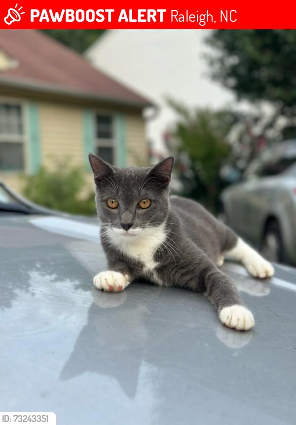 Lost Male Cat last seen Fox Rd, Near Coventry and Jefferys Creek Neighborhood, Raleigh, NC 27616
