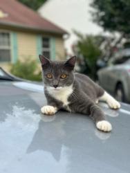 Lost Male Cat last seen Fox Rd, Near Coventry and Jefferys Creek Neighborhood, Raleigh, NC 27616