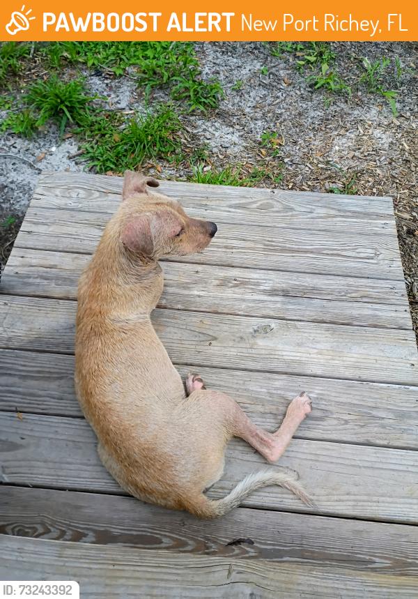 Found/Stray Female Dog last seen Midvale ave/ Oana st, New Port Richey, FL 34654