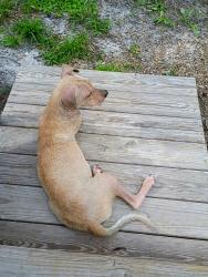 Found/Stray Female Dog last seen Midvale ave/ Oana st, New Port Richey, FL 34654
