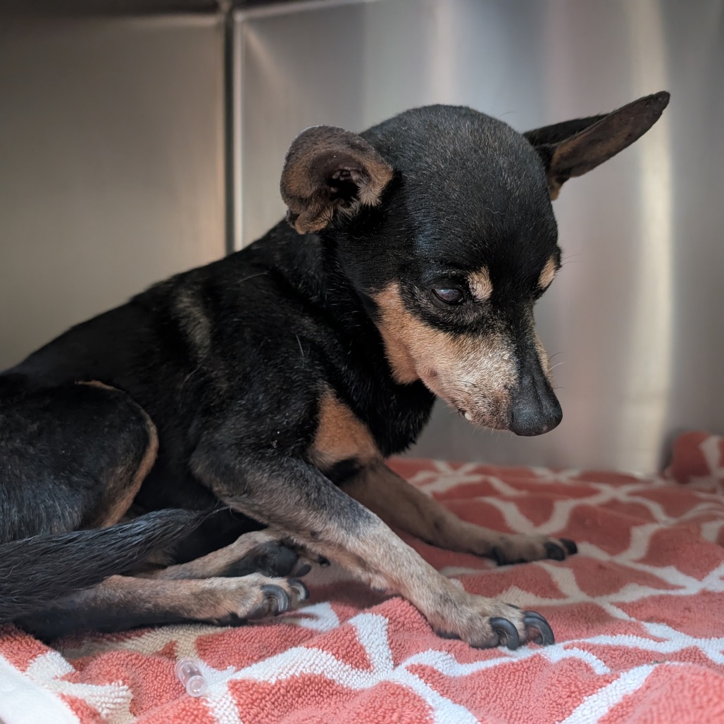 Shelter Stray Male Dog last seen , 361 S Raymond Ave, Pasadena, CA 91105, USA