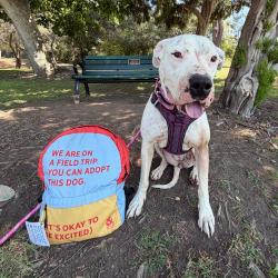 Shelter Stray Female Dog last seen , 361 S Raymond Ave, Pasadena, CA 91105, USA