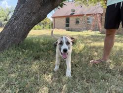 Found/Stray Male Dog last seen Rock Tower Campground, Love County, OK 73401