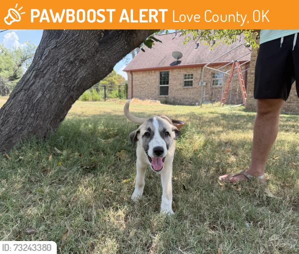 Found/Stray Male Dog last seen Rock Tower Campground, Love County, OK 73401