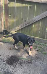 Reunited Male Dog last seen Cabral St., Pensacola, FL 32503