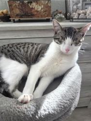 Reunited Male Cat last seen Wedgway, Fort Worth, TX 76133