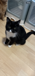 Lost Male Cat last seen Popes hill Newnham, Flaxley, England 