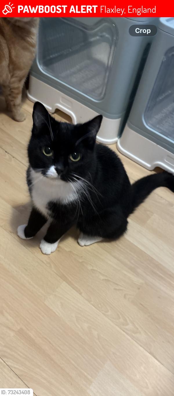 Lost Male Cat last seen Popes hill Newnham, Flaxley, England 