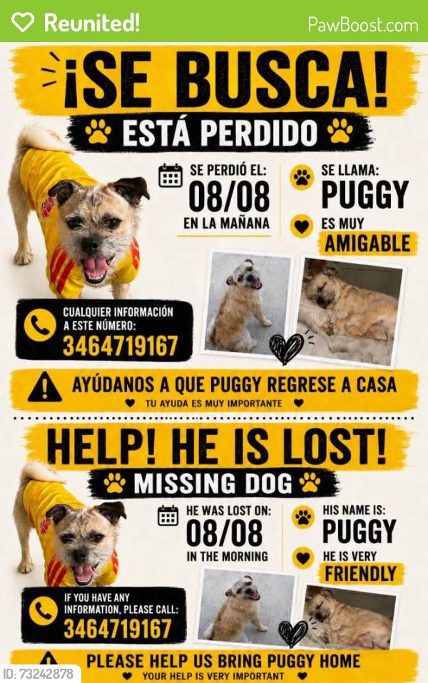 Reunited Male Dog last seen Near Queensdale Dr, Houston, TX 77082, USA, Houston, TX 77082