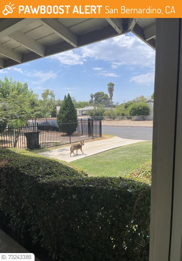 Found/Stray Female Dog last seen 18th and Yates near Del Rosa, San Bernardino,92404, San Bernardino, CA 92410