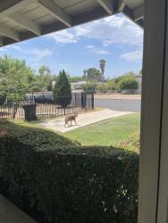 Found/Stray Female Dog last seen 18th and Yates near Del Rosa, San Bernardino,92404, San Bernardino, CA 92410
