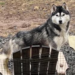 Reunited Female Dog last seen Plantation Rd, Washington 98632, USA, Cowlitz County, WA 98632