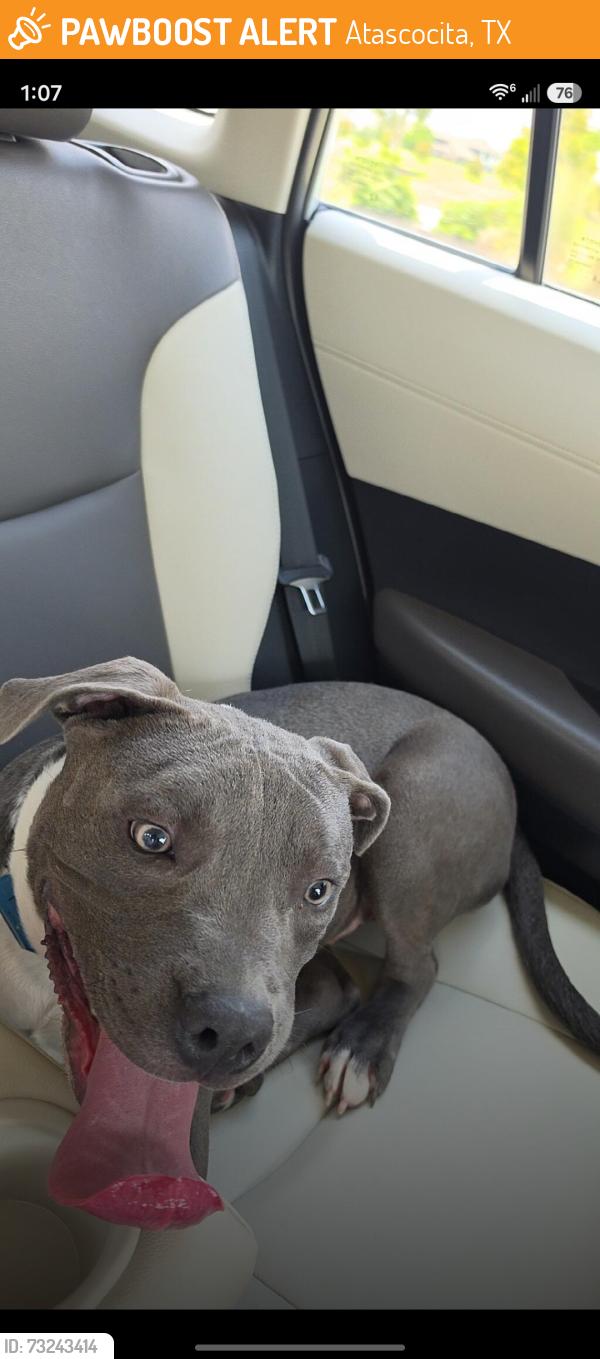Found/Stray Male Dog last seen By the balmoral tennis court, Atascocita, TX 77346