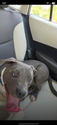 Found/Stray Male Dog last seen By the balmoral tennis court, Atascocita, TX 77346