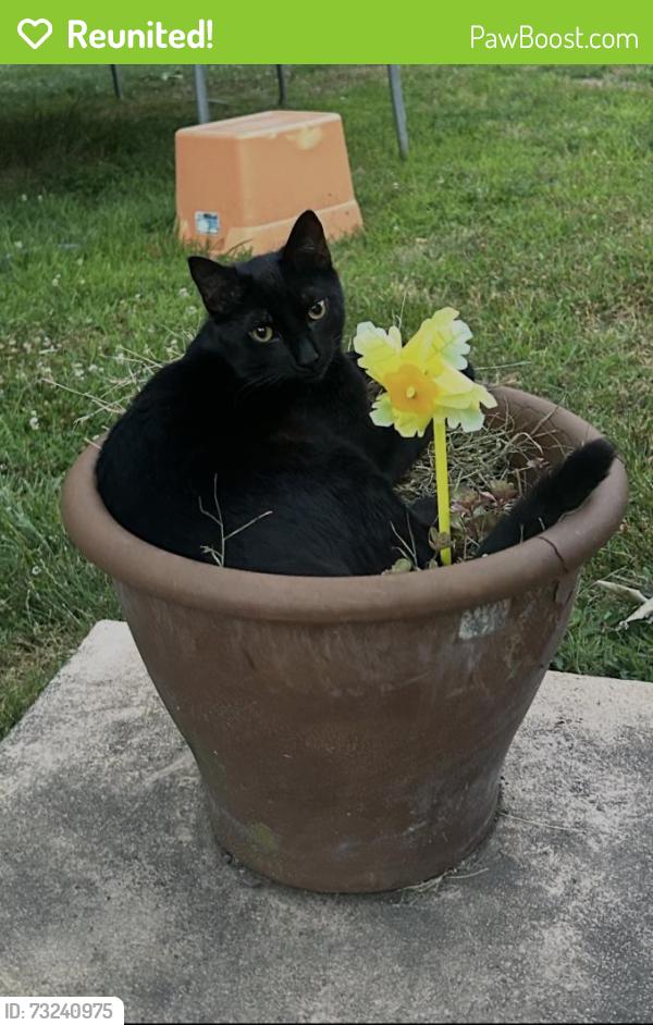 Reunited Male Cat last seen Street Rd and Willopenn Dr, Southampton, PA 18966