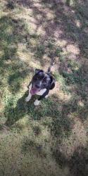 Found/Stray Male Dog last seen Woodstock, San Antonio, TX 78233