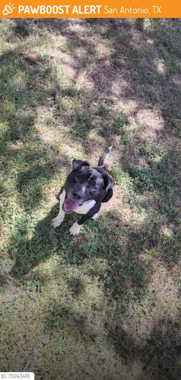 Found/Stray Male Dog last seen Woodstock, San Antonio, TX 78233