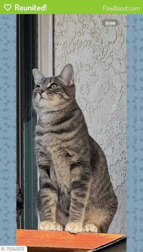 Reunited Female Cat last seen Sunrise, Vista, CA 92084