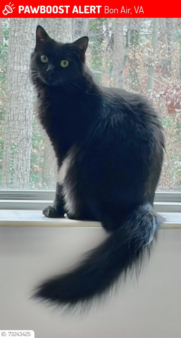 Lost Female Cat last seen Crumpets Lane (Settler’s Landing, North Chesterfield), Bon Air, VA 23235