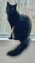 Lost Female Cat last seen Crumpets Lane (Settler’s Landing, North Chesterfield), Bon Air, VA 23235