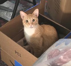 Lost Male Cat last seen Rolandale & Moross, Grosse Pointe, MI 48236