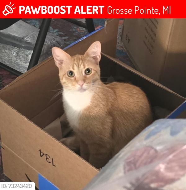 Lost Male Cat last seen Rolandale & Moross, Grosse Pointe, MI 48236