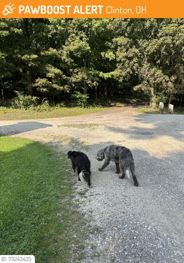 Found/Stray Unknown Dog last seen At a gas well, Clinton, OH 44216