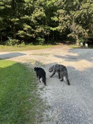 Found/Stray Unknown Dog last seen At a gas well, Clinton, OH 44216
