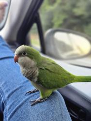 Reunited Female Bird last seen Near Peconic court, Wellington, FL 33414