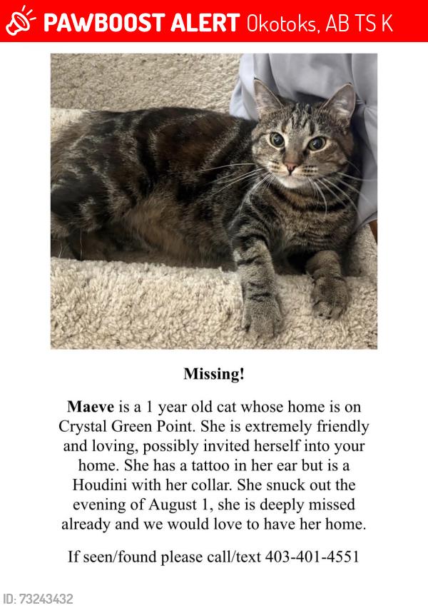Lost Female Cat last seen Holly trinity academy, Okotoks, AB T1S 2K7