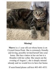 Lost Female Cat last seen Holly trinity academy, Okotoks, AB T1S 2K7