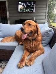 Reunited Male Dog last seen Grand River, Fowlerville, MI 48836