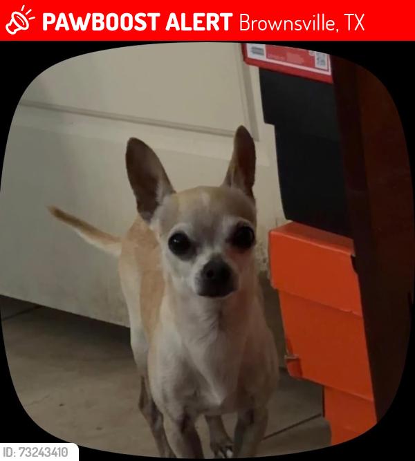 Lost Male Dog last seen Heritage Trail and Paredes Line Rd, Brownsville, TX 78526