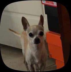 Lost Male Dog last seen Heritage Trail and Paredes Line Rd, Brownsville, TX 78526