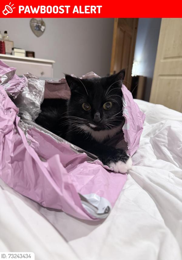 Lost Female Cat last seen Omagh, Fermanagh and Omagh, Northern Ireland 