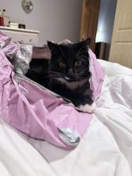 Lost Female Cat last seen Omagh, Fermanagh and Omagh, Northern Ireland 