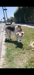 Lost Male Dog last seen Near and avalon, Los Angeles, CA 90002