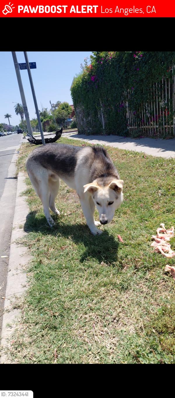 Lost Male Dog last seen Near and avalon, Los Angeles, CA 90002