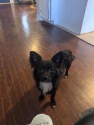 Lost Male Dog last seen western and plains, Amarillo, TX 79102