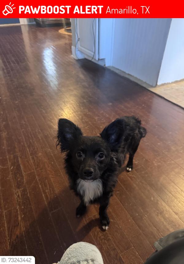Lost Male Dog last seen western and plains, Amarillo, TX 79102