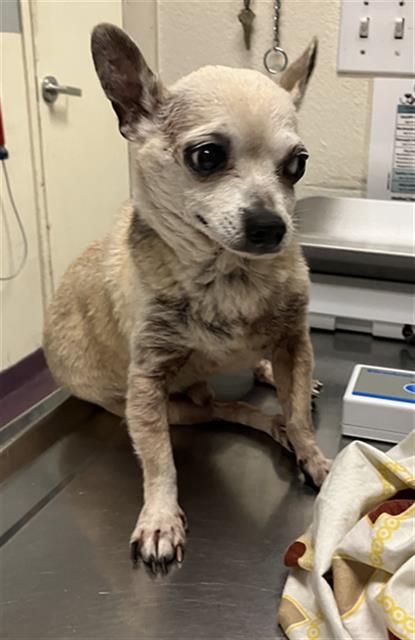 Shelter Stray Male Dog last seen Near BLK LIME AVE, LONG BEACH, CA 90806, 7700 E Spring St, Long Beach, CA 90815, USA