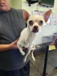 Shelter Stray Male Dog last seen , 1850 W 60th St, Los Angeles, CA 90047, USA