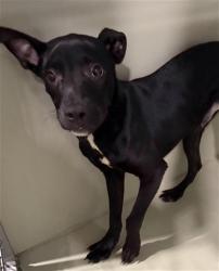 Shelter Stray Male Dog last seen Near BLOCK ROSAMOND BLVD, ROSAMOND CA 93560, 3951 Fruitvale Ave, Bakersfield, CA 93308, USA