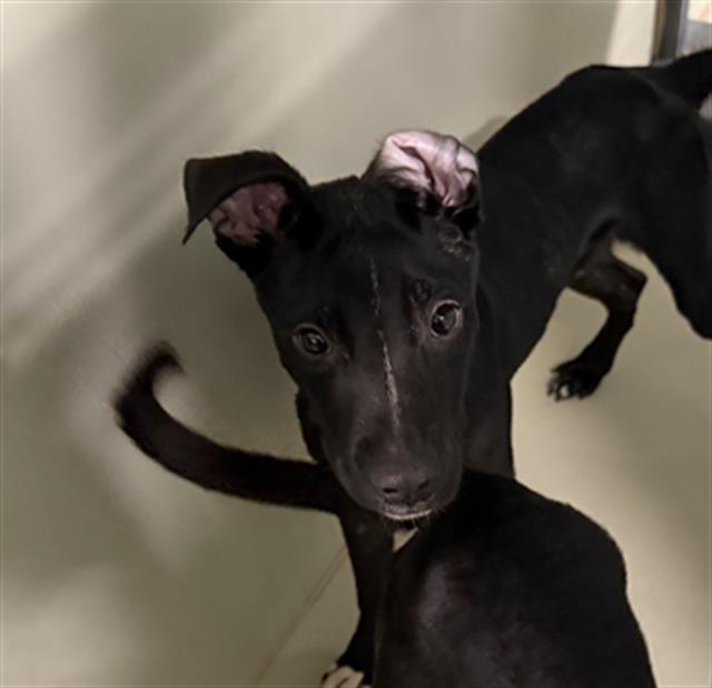 Shelter Stray Male Dog last seen Near BLOCK ROSAMOND BLVD, ROSAMOND CA 93560, 3951 Fruitvale Ave, Bakersfield, CA 93308, USA