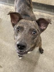 Shelter Stray Male Dog last seen , 3201 Lacy St, Los Angeles, CA 90031, USA