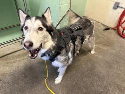Shelter Stray Male Dog last seen MACK RD & CENTER PKWY, 2127 Front St, Sacramento, CA 95818, USA