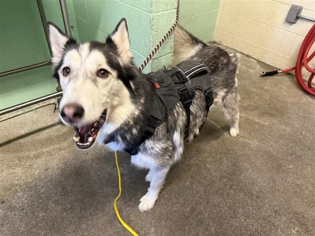 Shelter Stray Male Dog last seen MACK RD & CENTER PKWY, 2127 Front St, Sacramento, CA 95818, USA