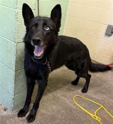 Shelter Stray Female Dog last seen STOCKTON BLVD & FOWLER AVE, 2127 Front St, Sacramento, CA 95818, USA