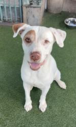 Shelter Stray Male Dog last seen , 11361 W Pico Blvd, Los Angeles, CA 90064, USA