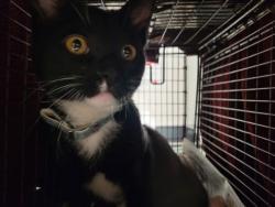 Shelter Stray Male Cat last seen , 11361 W Pico Blvd, Los Angeles, CA 90064, USA